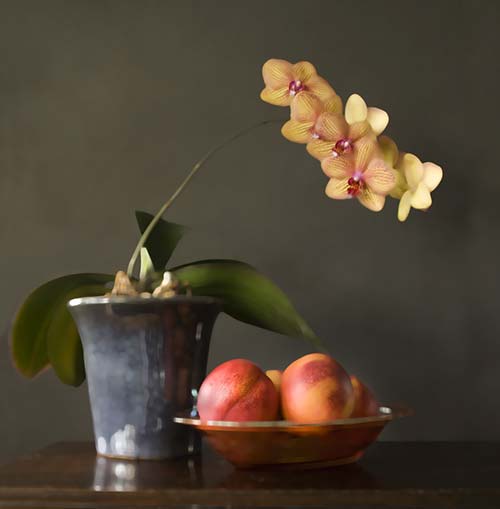 Nectarines
