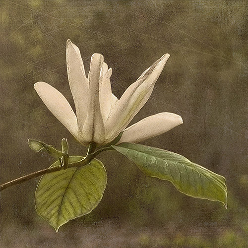 Magnolia Open