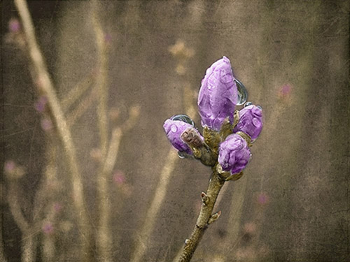 Azalea Bud