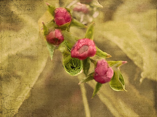 Wildflower