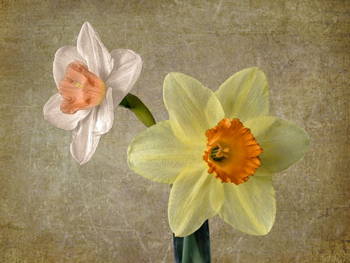 Two Daffodils