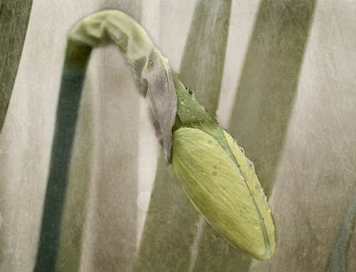 Daffodil Bud