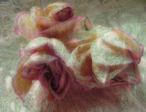 Grandma's Roses