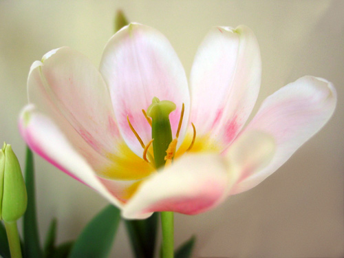 Pink Tulip