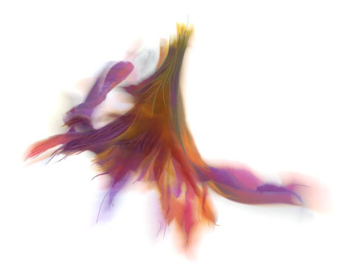 Firebird
